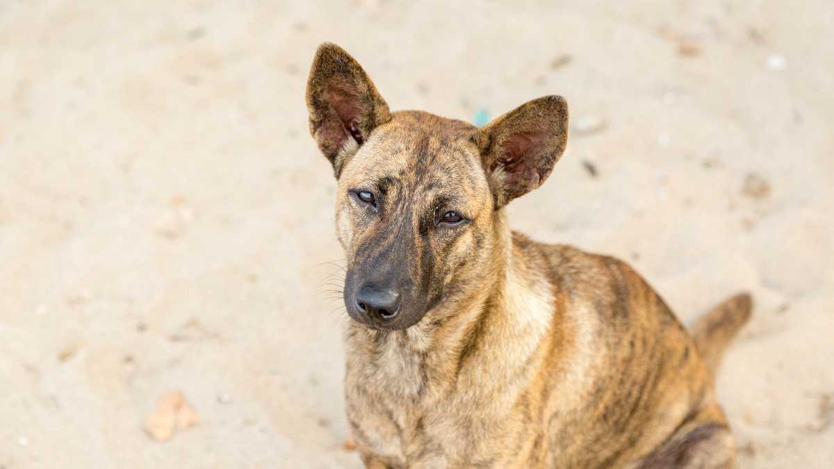 Guida alle spiagge per cani a Caorle: regole, servizi e mappa